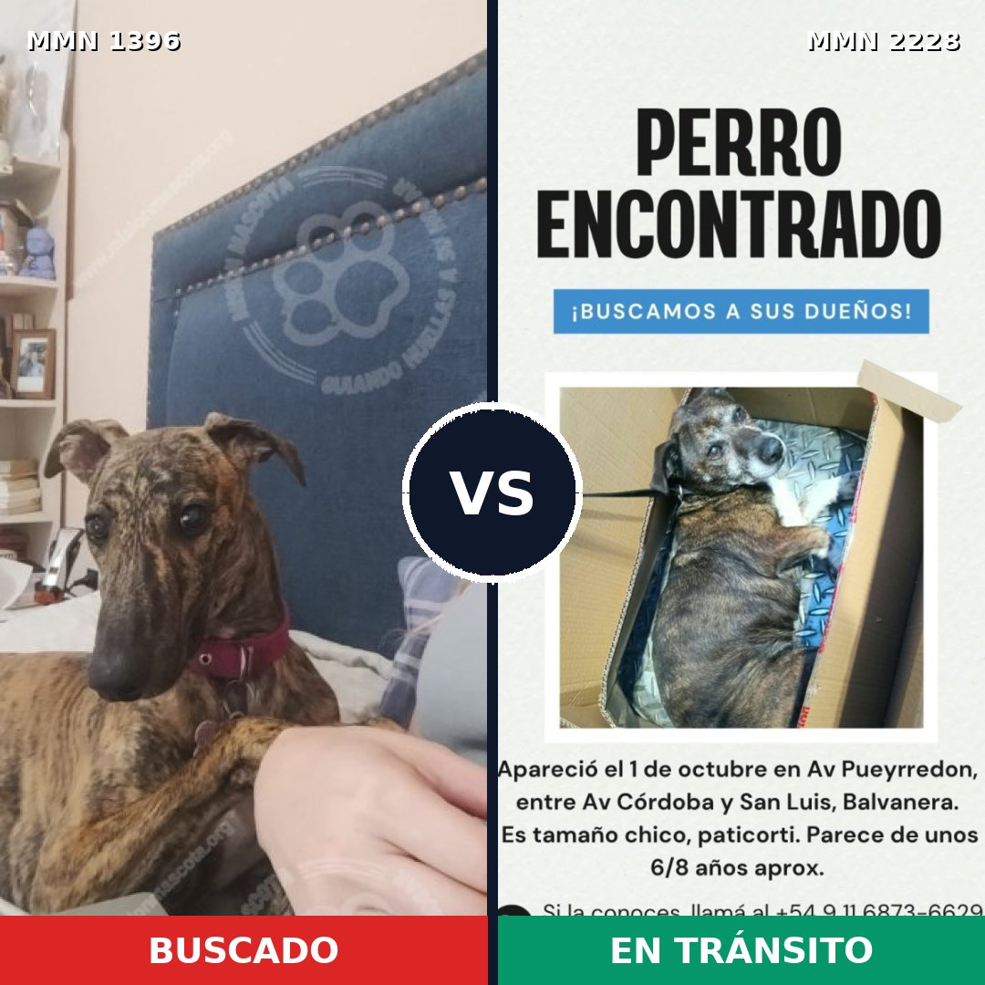 Comparativa MMS 66673: mascota perdida y mascota encontrada, 43% de similitud
