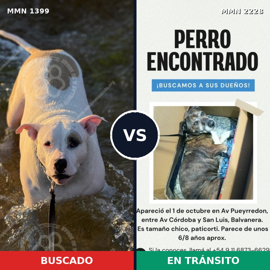 Comparativa MMS 66675: mascota perdida y mascota encontrada, 44% de similitud