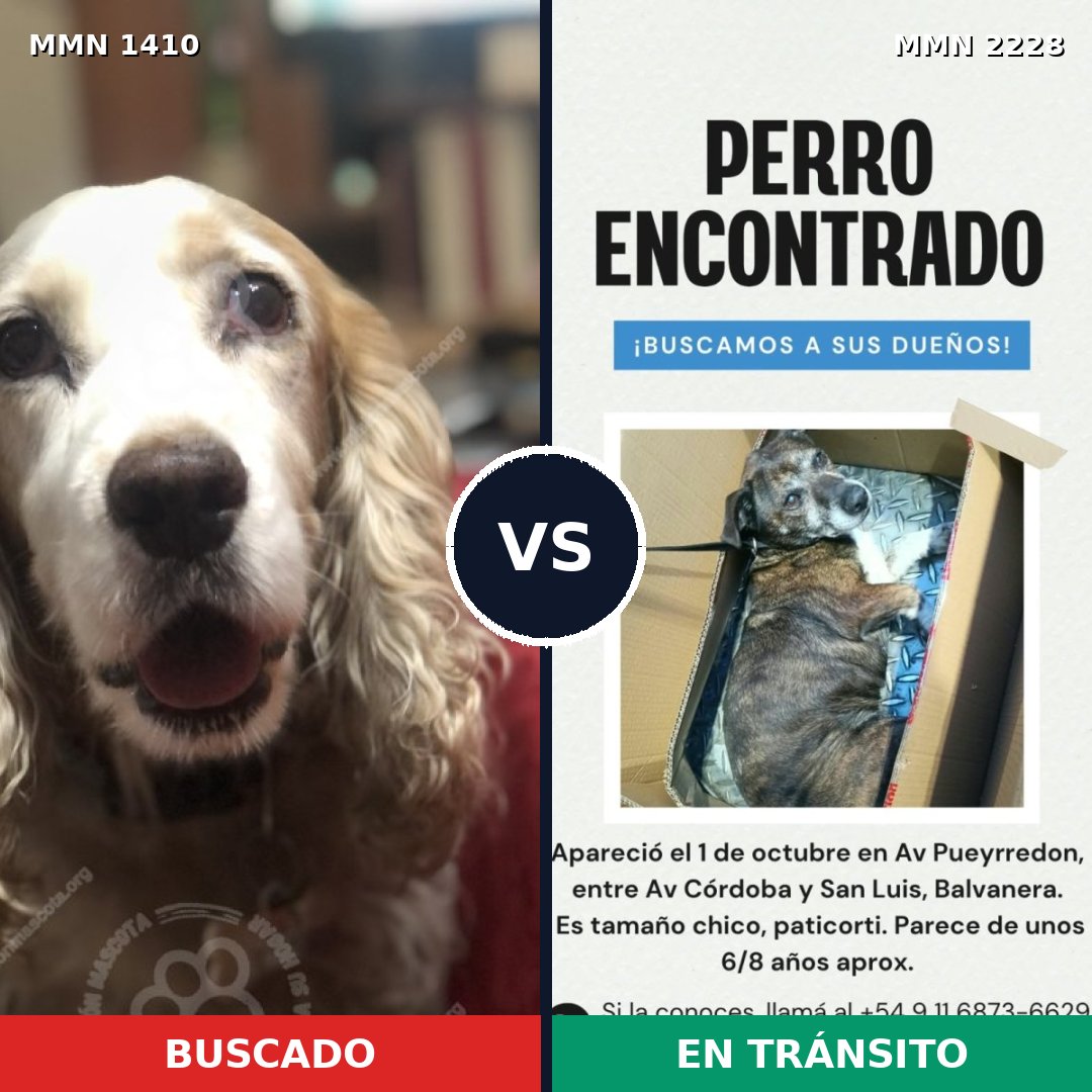 Comparativa MMS 66676: mascota perdida y mascota encontrada, 56% de similitud