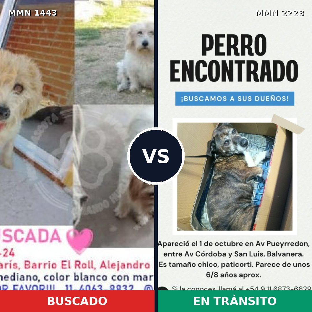 Comparativa MMS 66677: mascota perdida y mascota encontrada, 74% de similitud