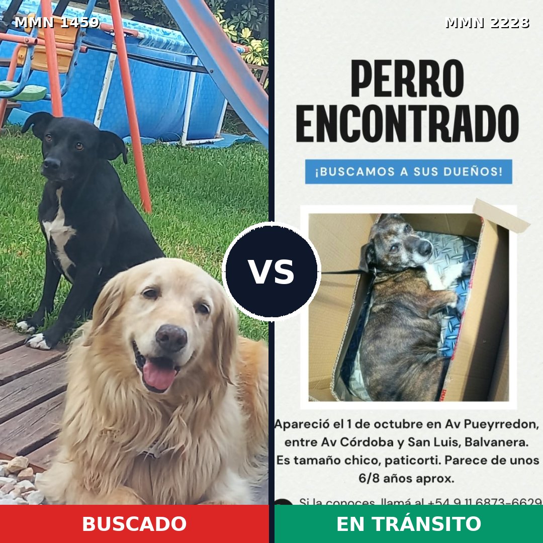 Comparativa MMS 66678: mascota perdida y mascota encontrada, 38% de similitud