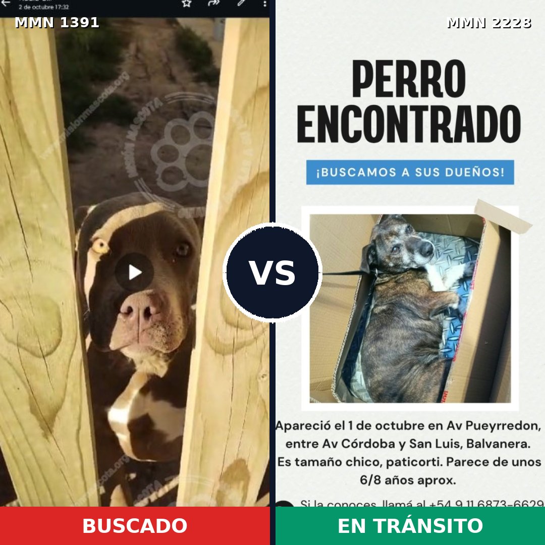 Comparativa MMS 66679: mascota perdida y mascota encontrada, 44% de similitud