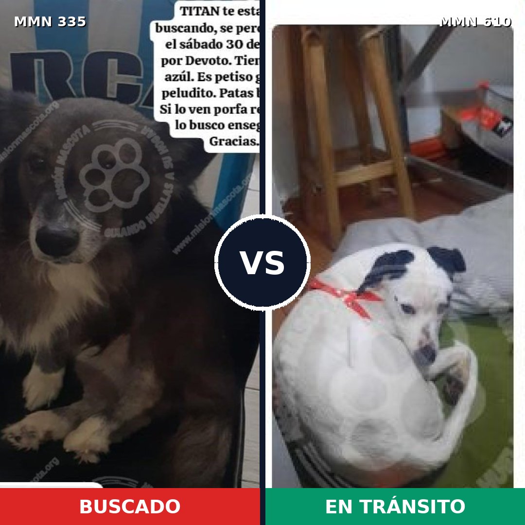 Comparativa MMS 6668: mascota perdida y mascota encontrada, 79% de similitud