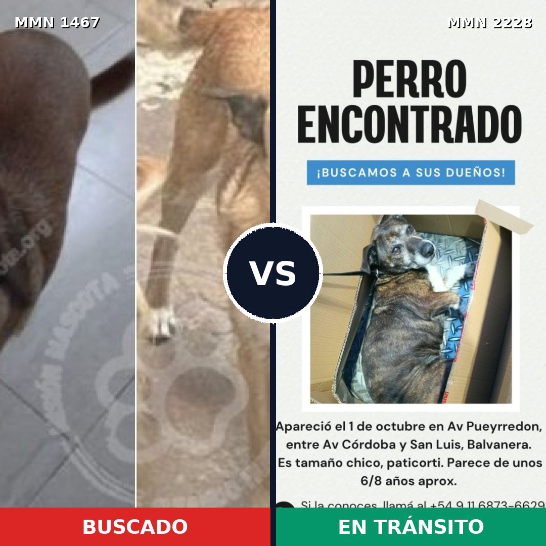 Comparativa MMS 66680: mascota perdida y mascota encontrada, 70% de similitud