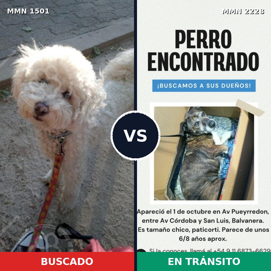 Comparativa MMS 66682: mascota perdida y mascota encontrada, 38% de similitud
