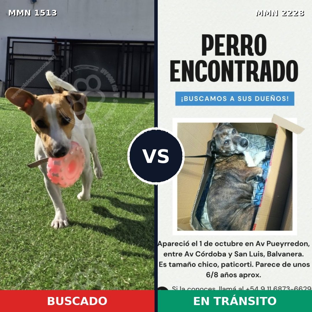 Comparativa MMS 66683: mascota perdida y mascota encontrada, 43% de similitud
