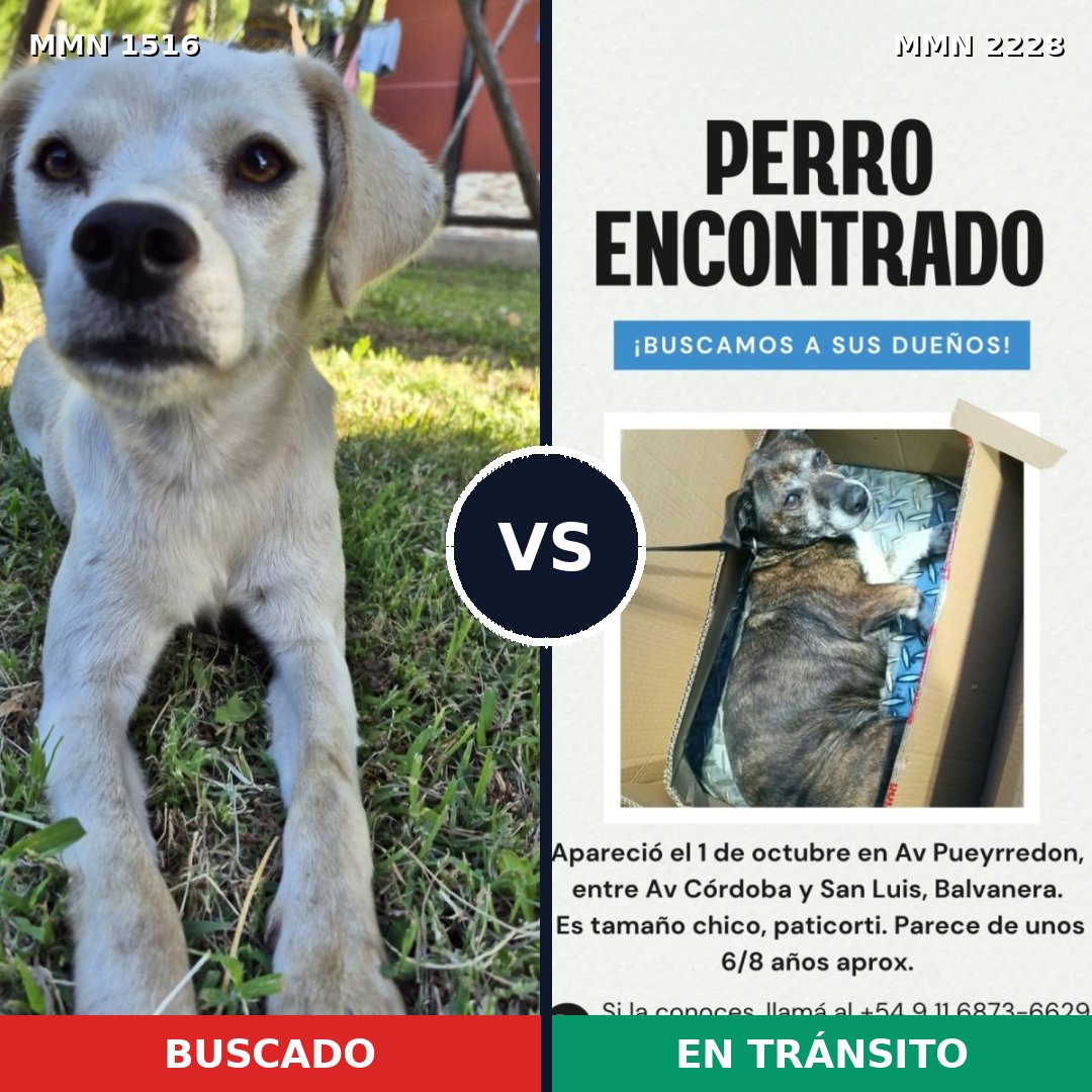 Comparativa MMS 66684: mascota perdida y mascota encontrada, 60% de similitud