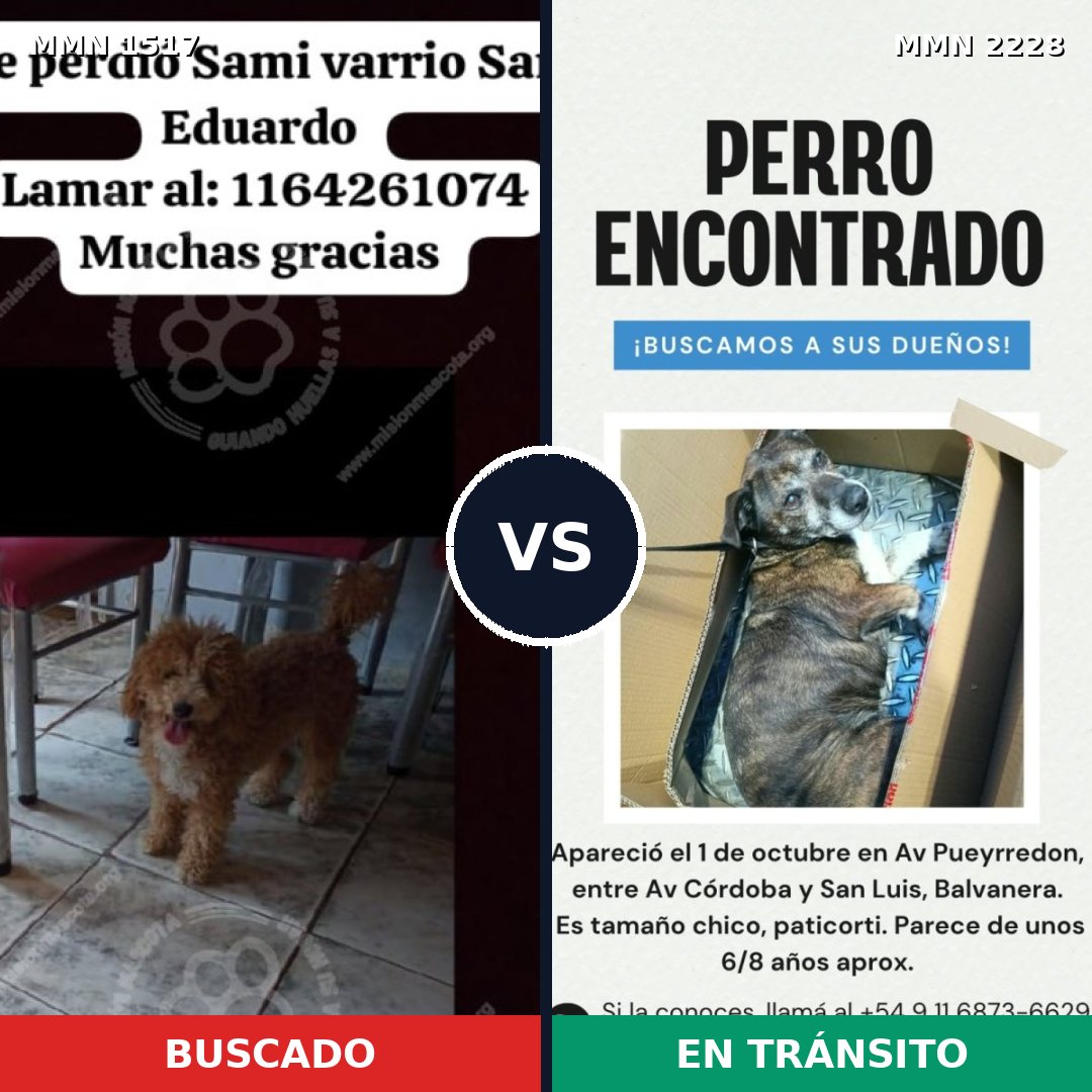 Comparativa MMS 66685: mascota perdida y mascota encontrada, 31% de similitud