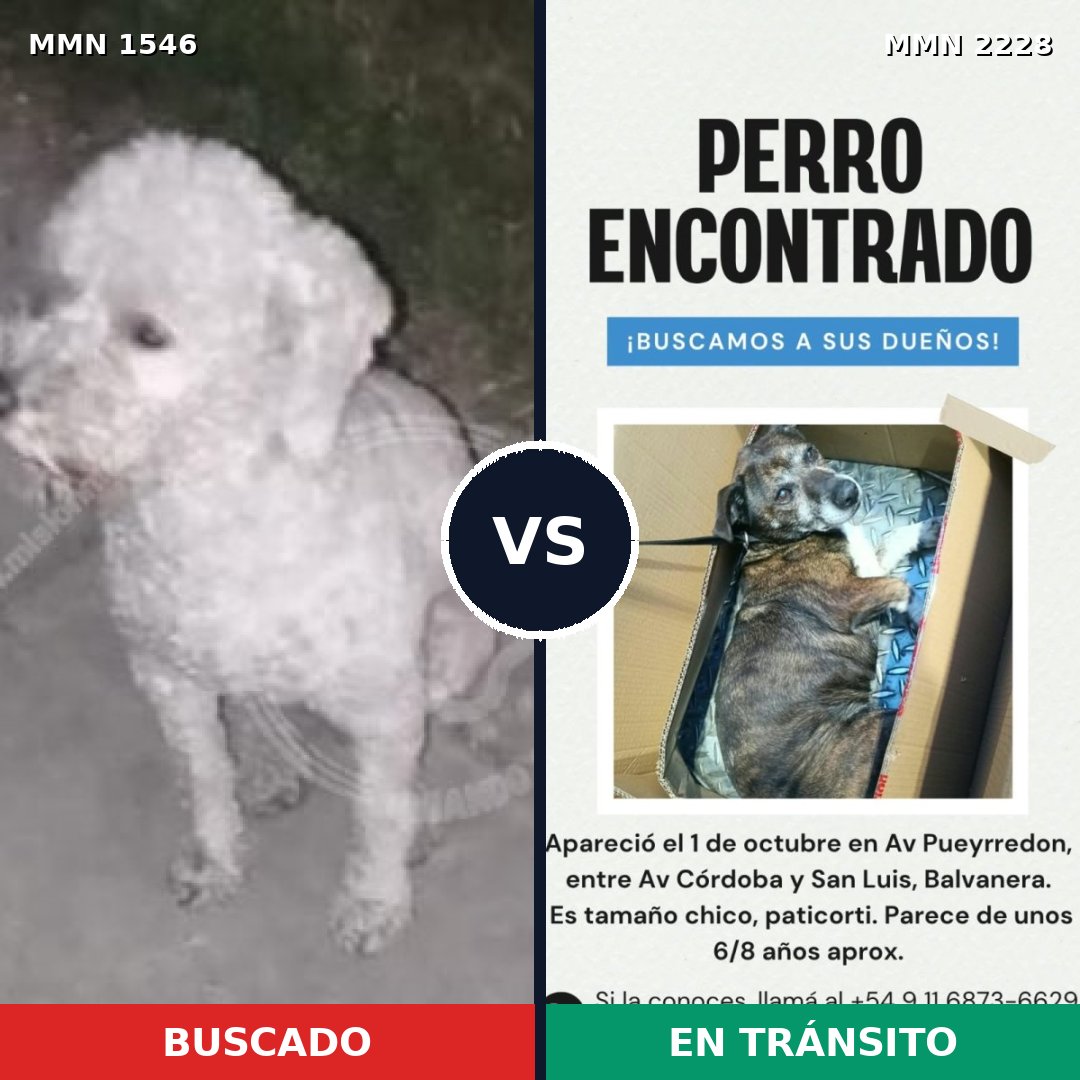Comparativa MMS 66686: mascota perdida y mascota encontrada, 51% de similitud