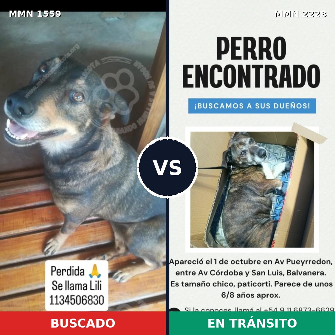 Comparativa MMS 66687: mascota perdida y mascota encontrada, 85% de similitud