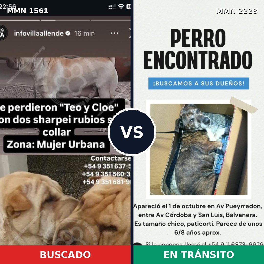 Comparativa MMS 66688: mascota perdida y mascota encontrada, 41% de similitud