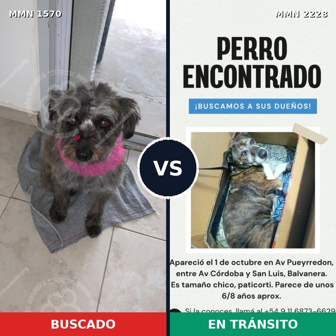 Comparativa MMS 66689: mascota perdida y mascota encontrada, 74% de similitud