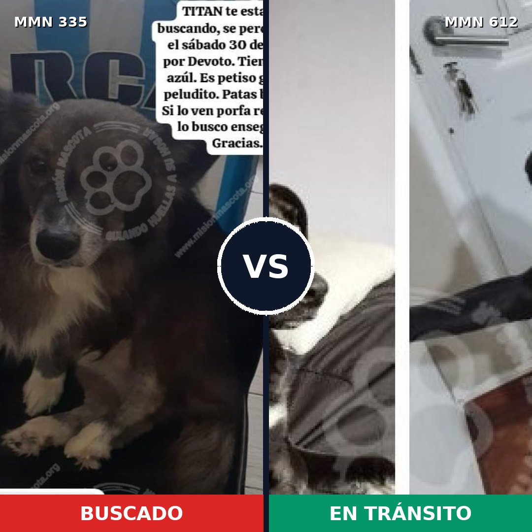 Comparativa MMS 6669: mascota perdida y mascota encontrada, 75% de similitud