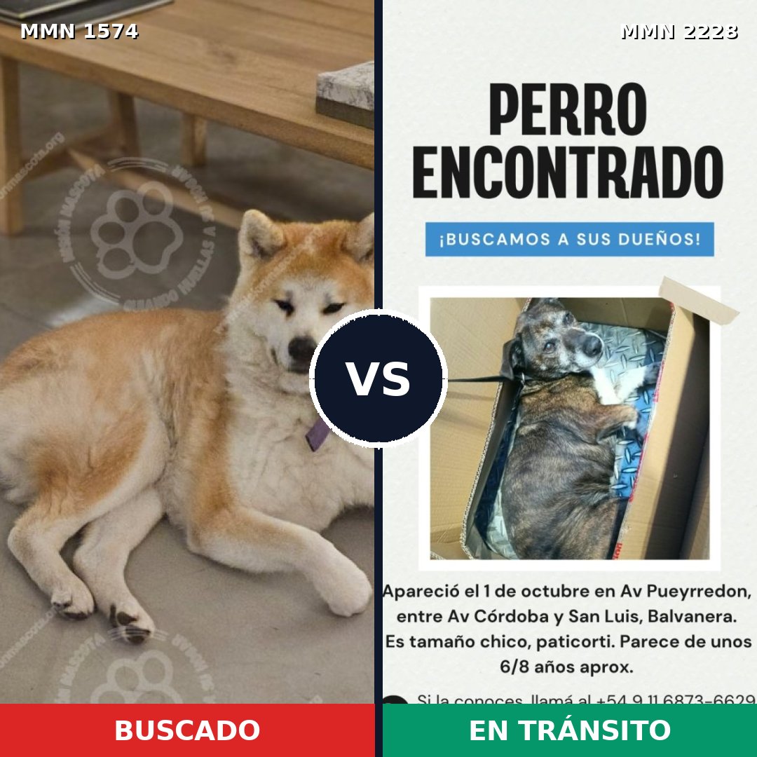 Comparativa MMS 66690: mascota perdida y mascota encontrada, 41% de similitud