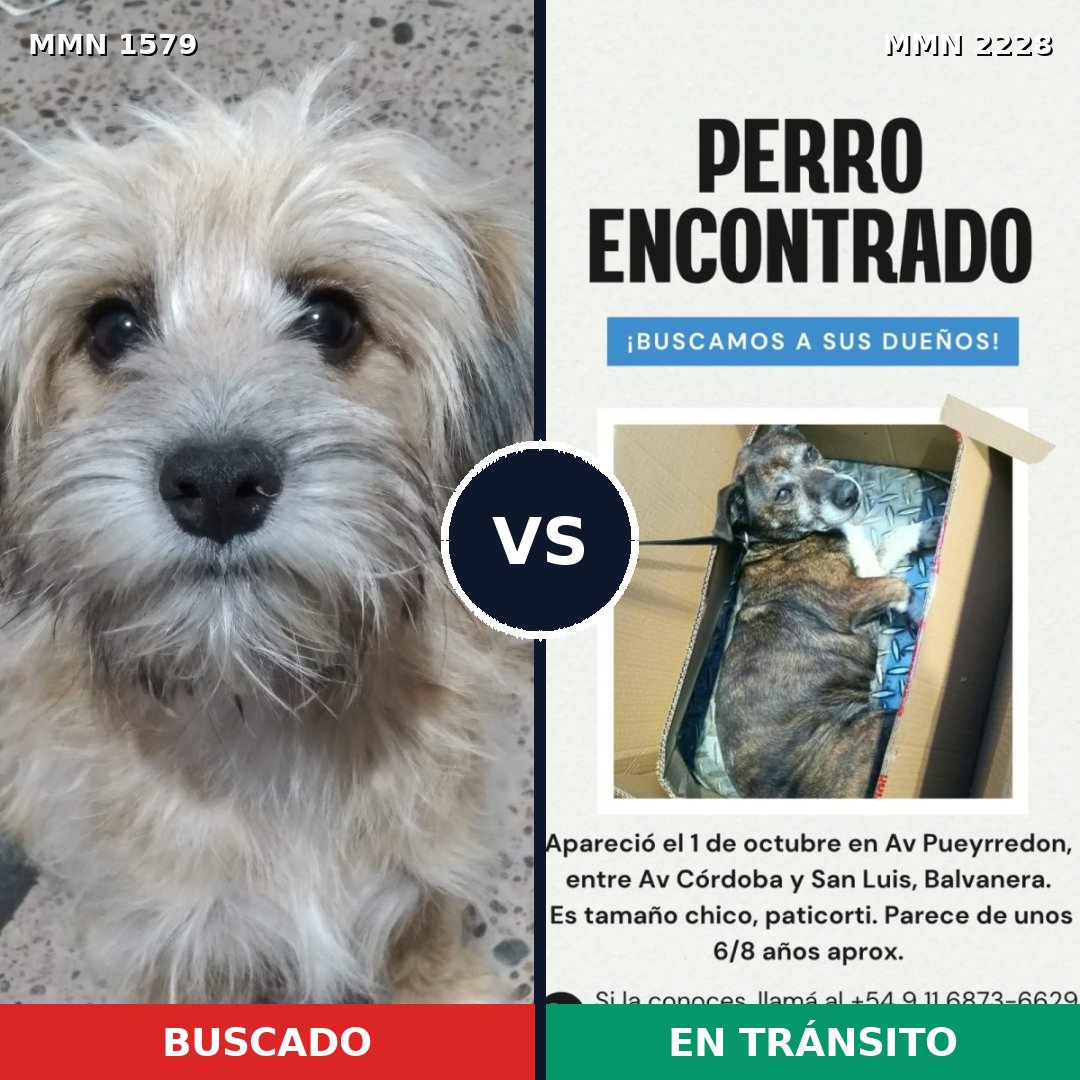 Comparativa MMS 66691: mascota perdida y mascota encontrada, 62% de similitud
