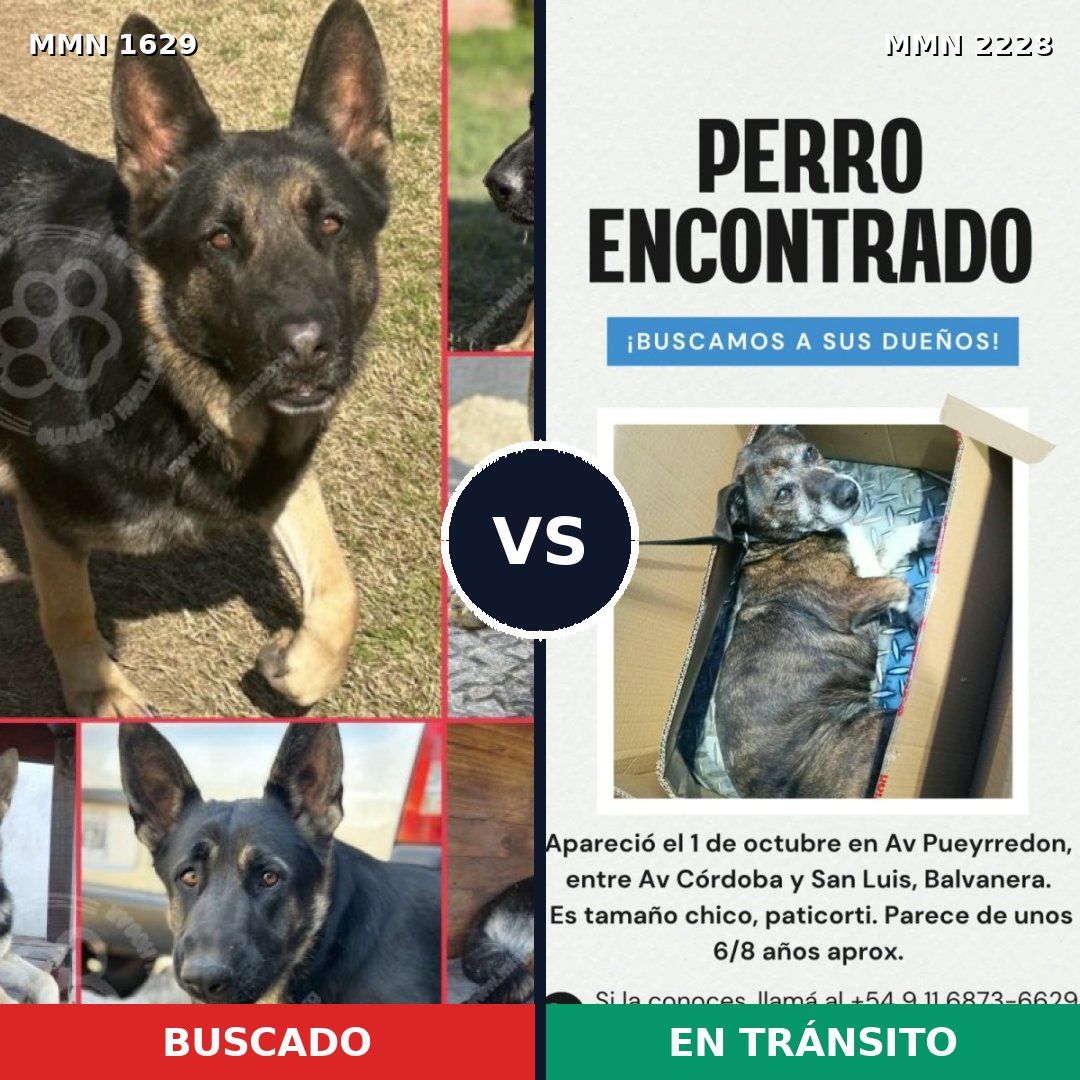 Comparativa MMS 66694: mascota perdida y mascota encontrada, 38% de similitud