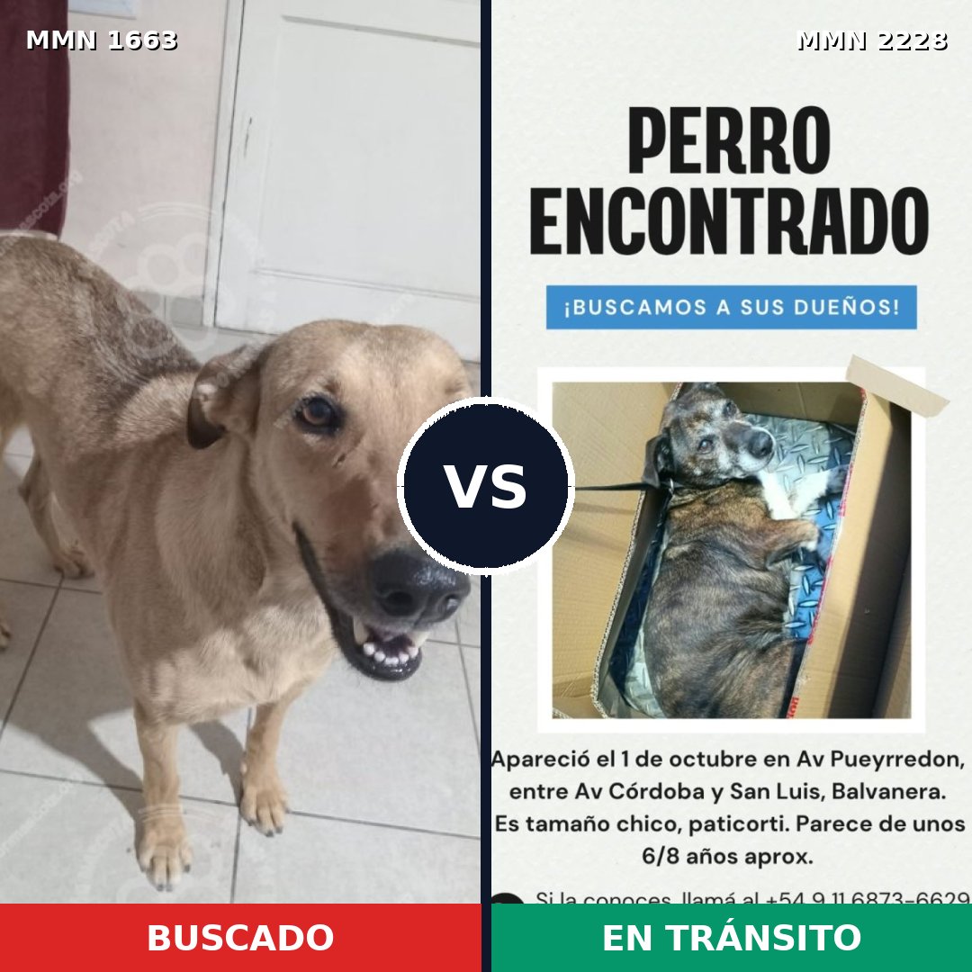 Comparativa MMS 66695: mascota perdida y mascota encontrada, 57% de similitud
