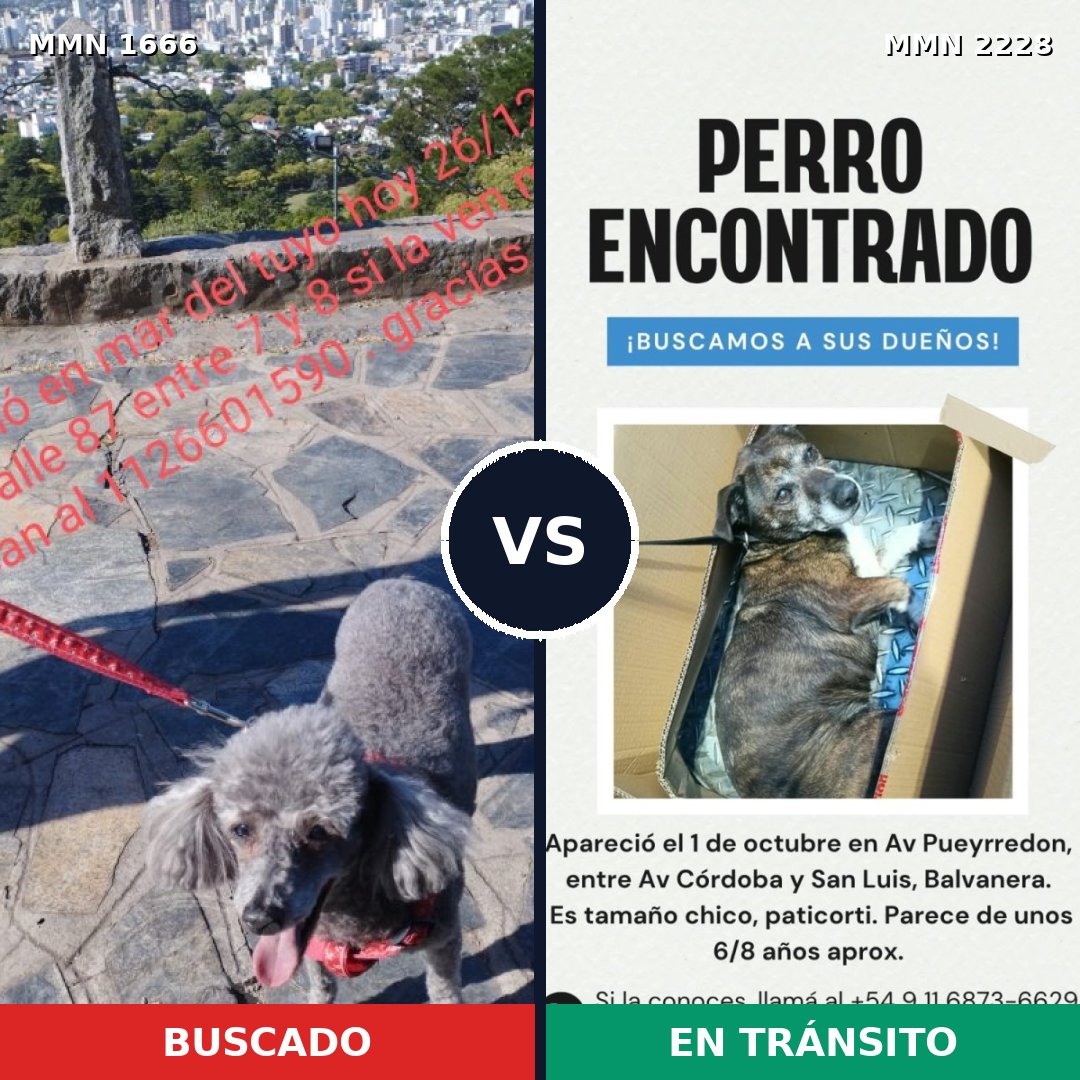 Comparativa MMS 66696: mascota perdida y mascota encontrada, 43% de similitud