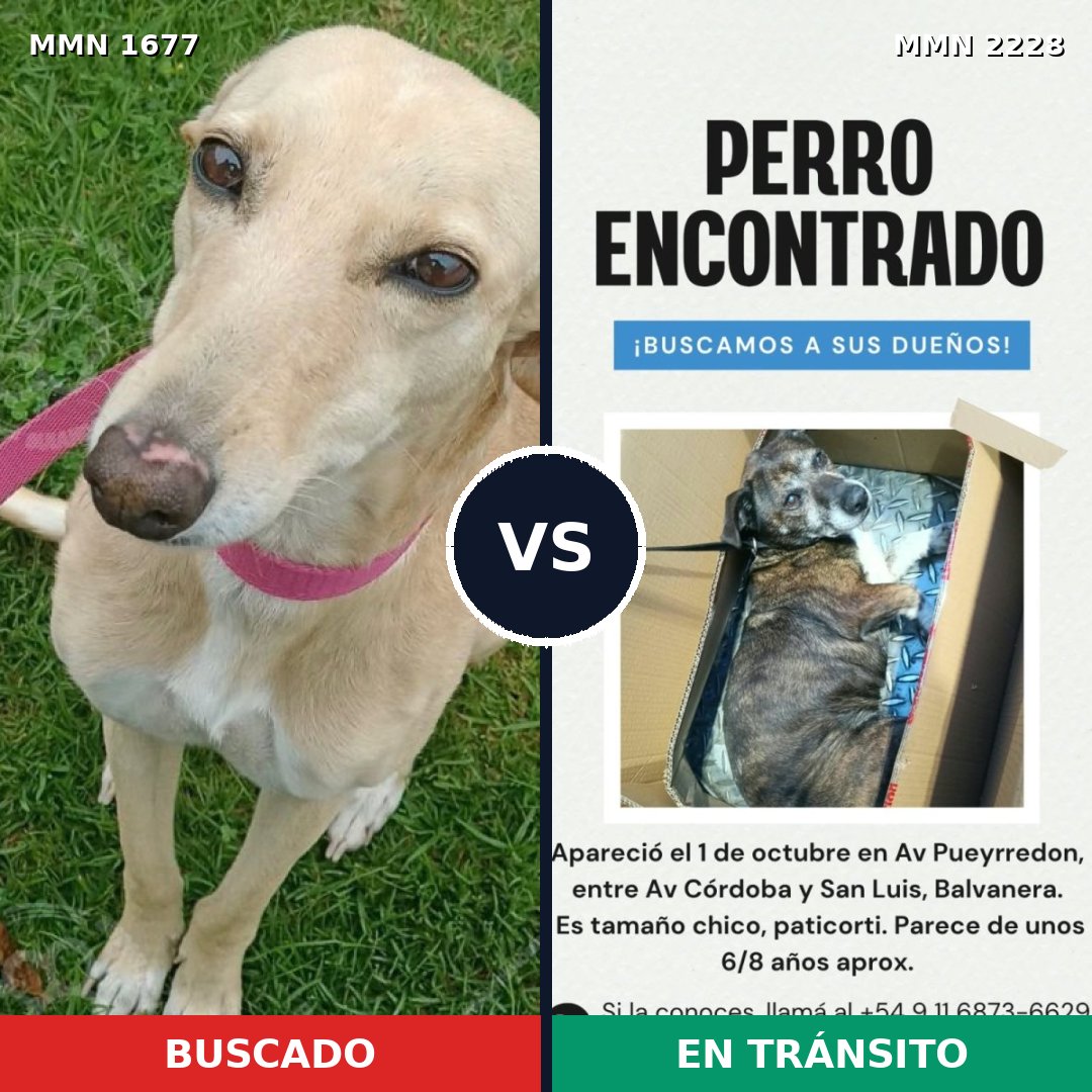 Comparativa MMS 66698: mascota perdida y mascota encontrada, 53% de similitud