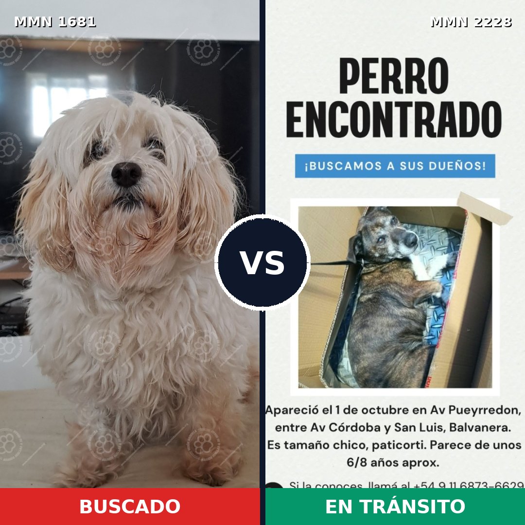 Comparativa MMS 66699: mascota perdida y mascota encontrada, 41% de similitud