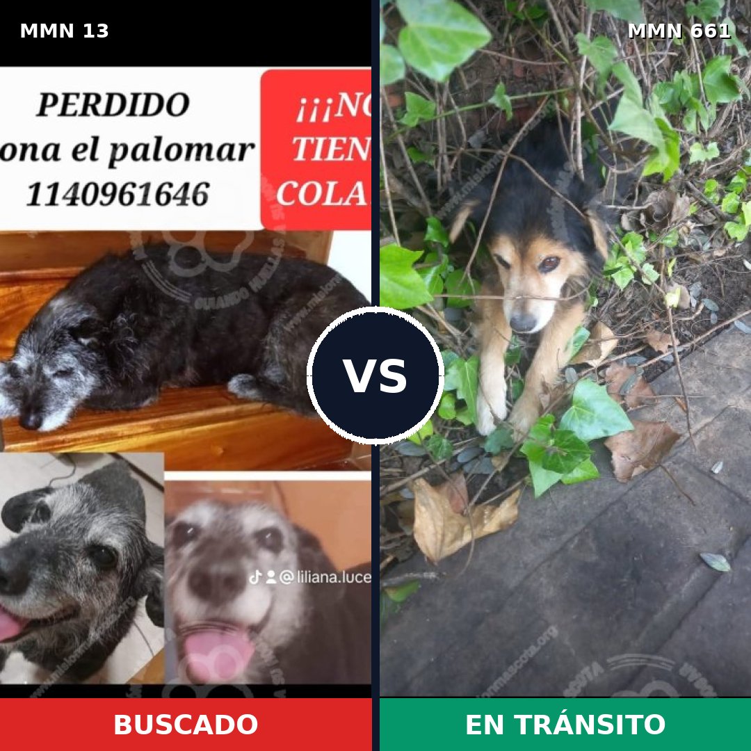 Comparativa MMS 667: mascota perdida y mascota encontrada, 36% de similitud