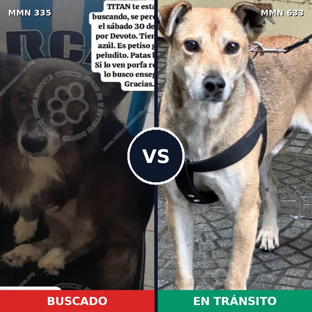 Comparativa MMS 6670: mascota perdida y mascota encontrada, 70% de similitud