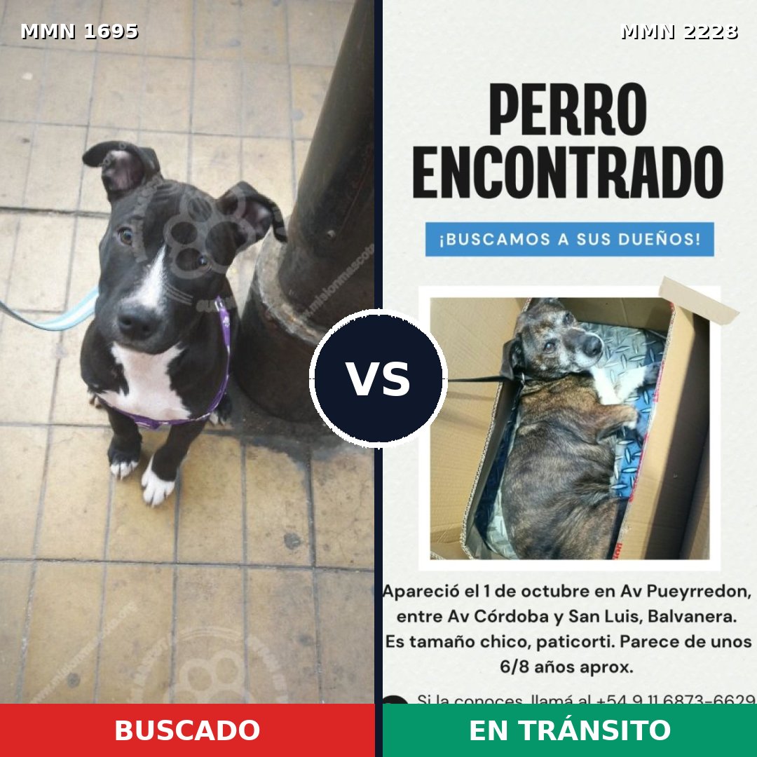 Comparativa MMS 66700: mascota perdida y mascota encontrada, 45% de similitud