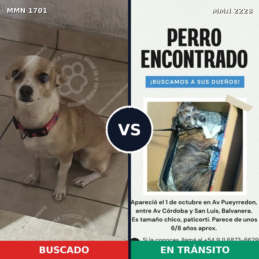 Comparativa MMS 66701: mascota perdida y mascota encontrada, 42% de similitud