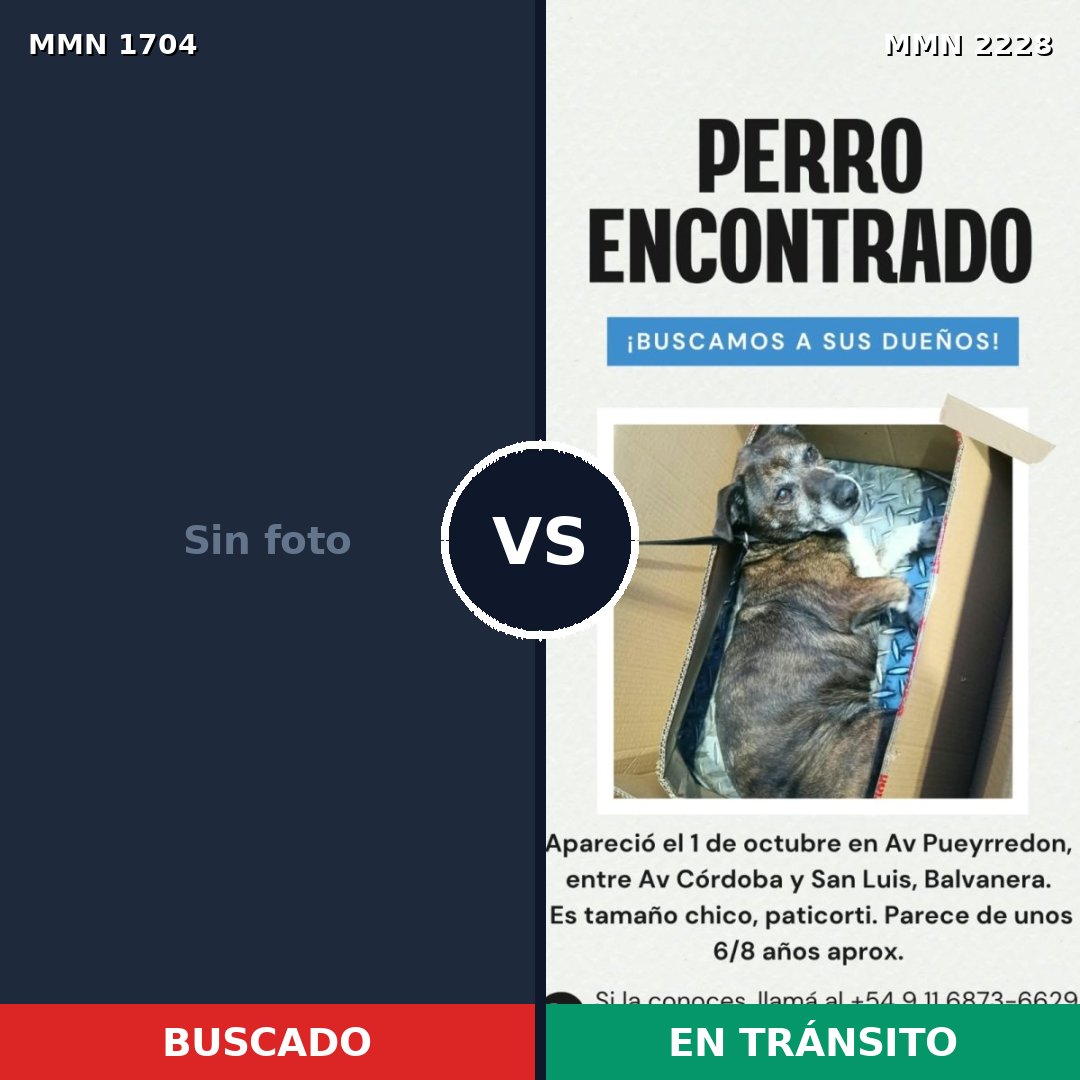 Comparativa MMS 66702: mascota perdida y mascota encontrada, 51% de similitud
