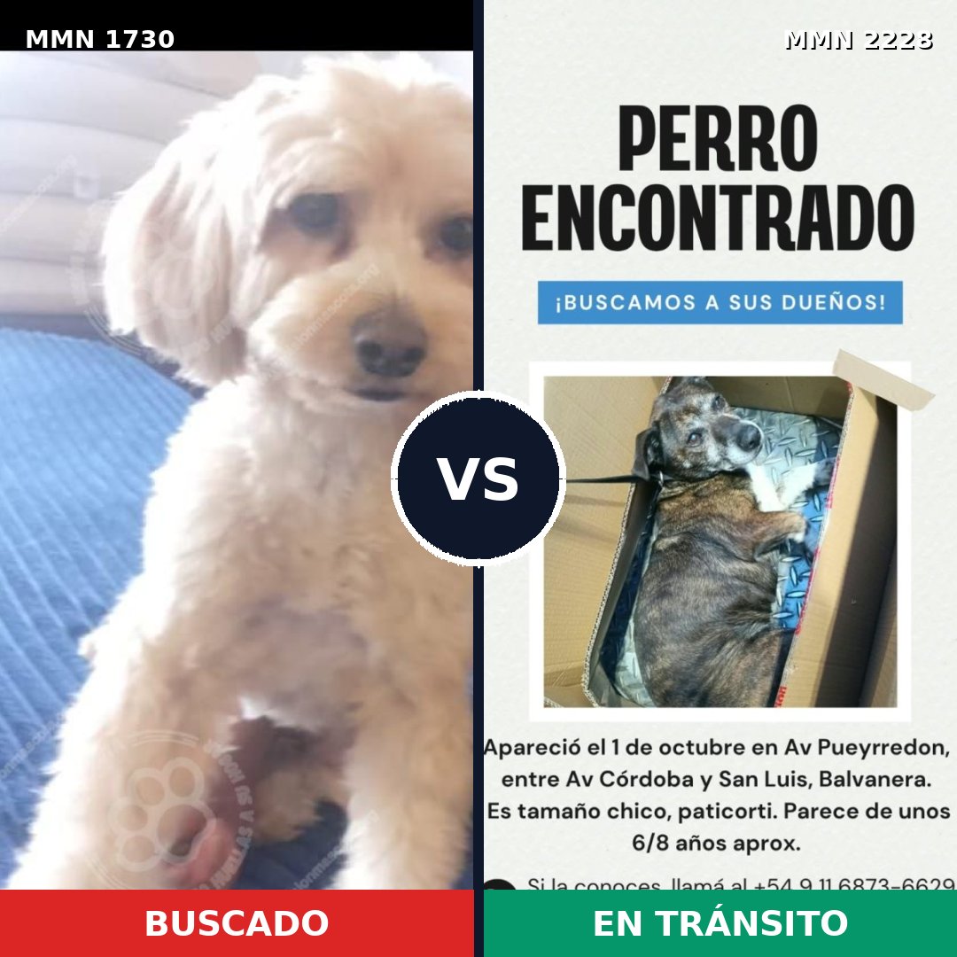Comparativa MMS 66703: mascota perdida y mascota encontrada, 46% de similitud