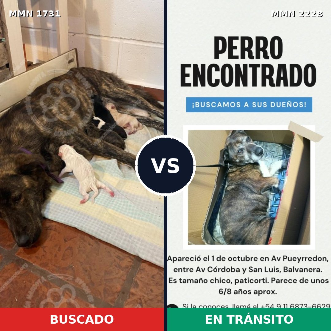 Comparativa MMS 66704: mascota perdida y mascota encontrada, 77% de similitud