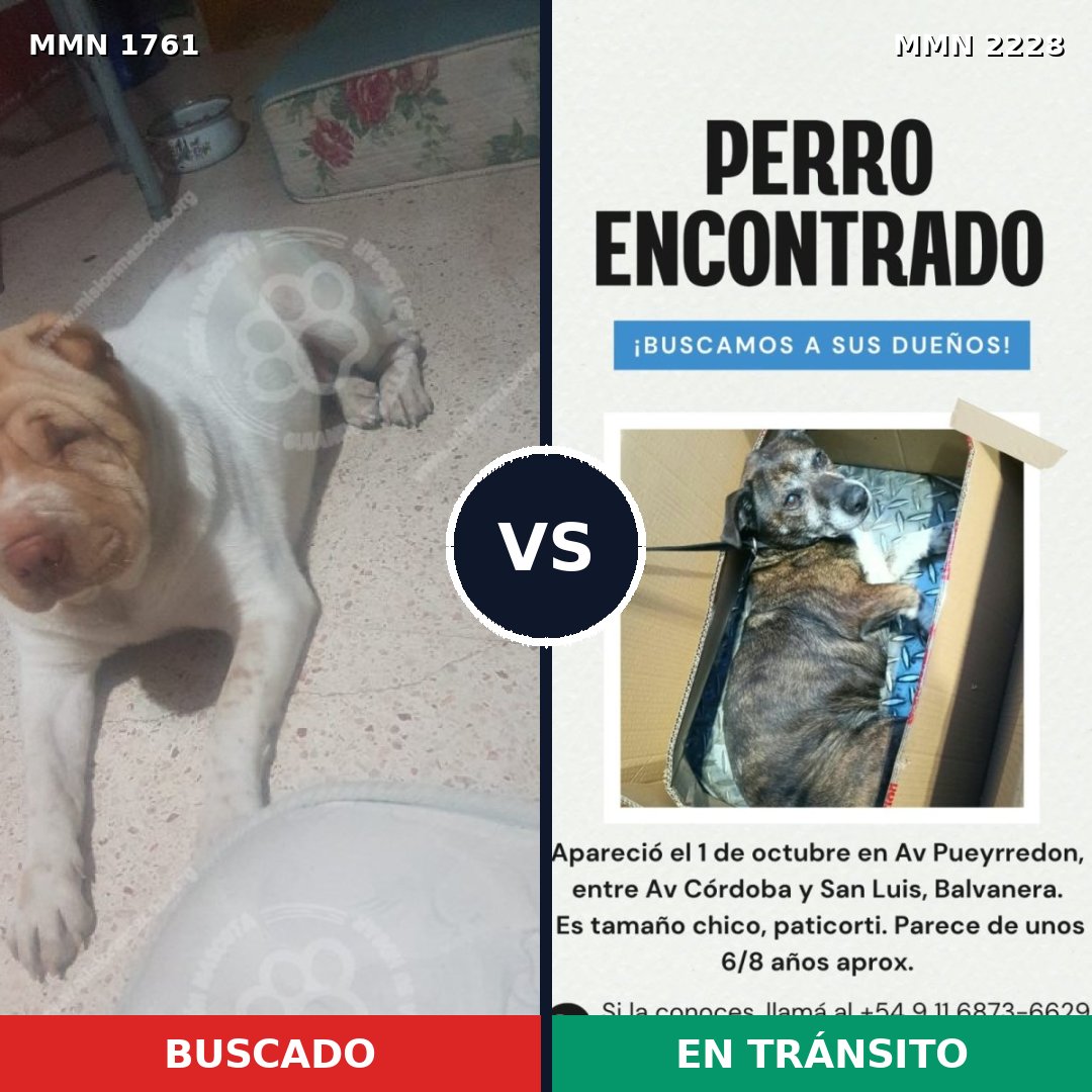 Comparativa MMS 66705: mascota perdida y mascota encontrada, 56% de similitud