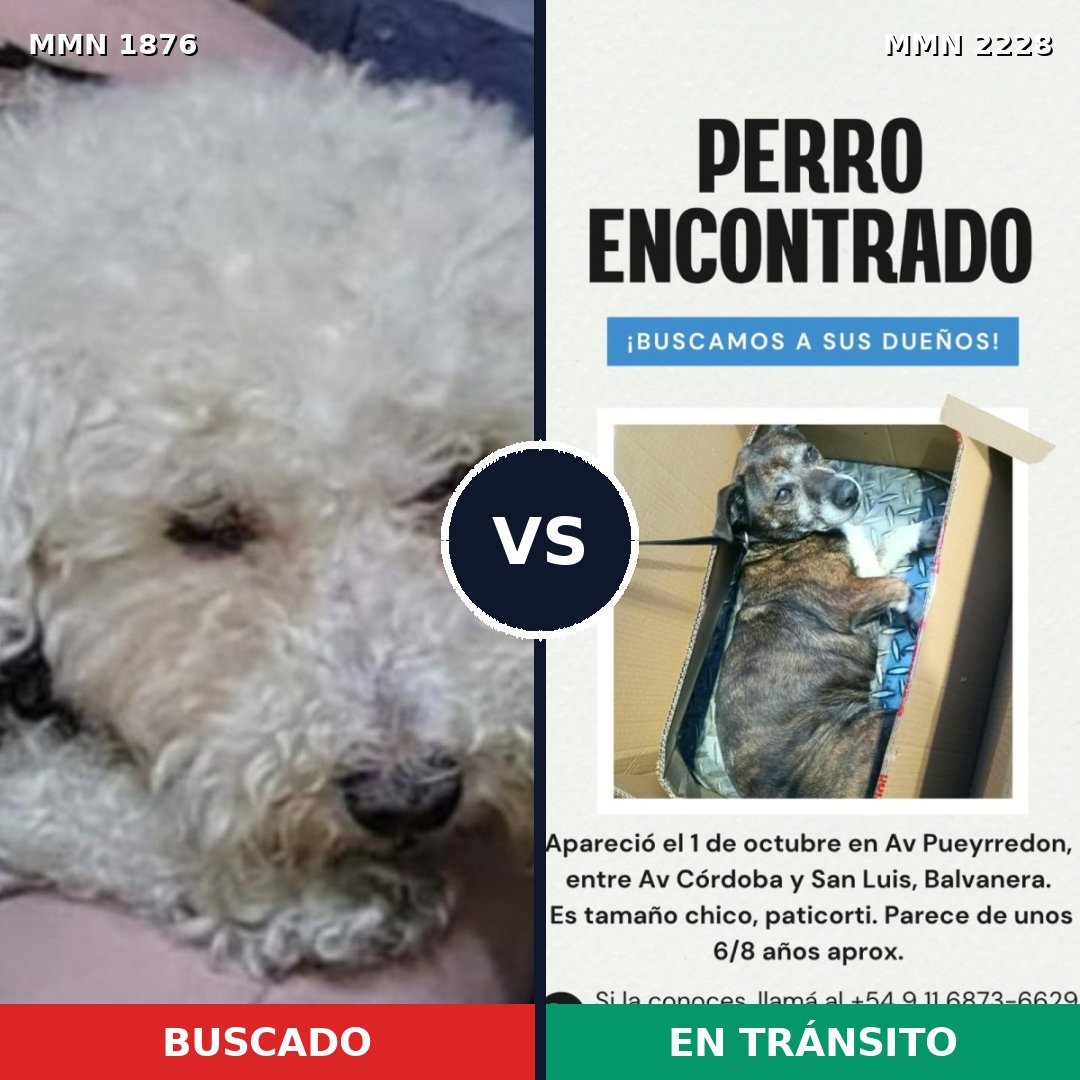 Comparativa MMS 66709: mascota perdida y mascota encontrada, 43% de similitud