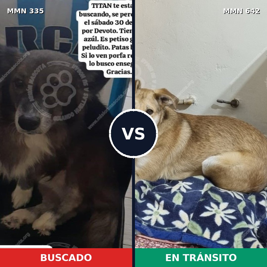 Comparativa MMS 6671: mascota perdida y mascota encontrada, 15% de similitud