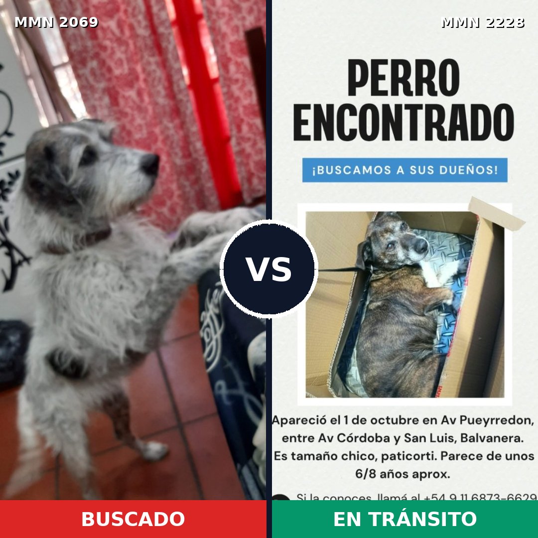 Comparativa MMS 66712: mascota perdida y mascota encontrada, 79% de similitud