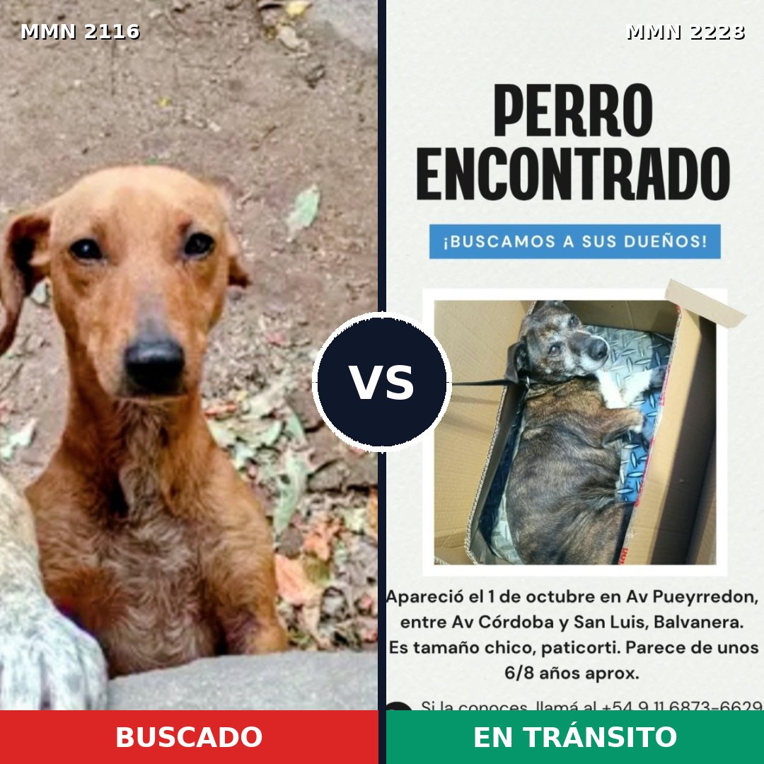 Comparativa MMS 66713: mascota perdida y mascota encontrada, 48% de similitud