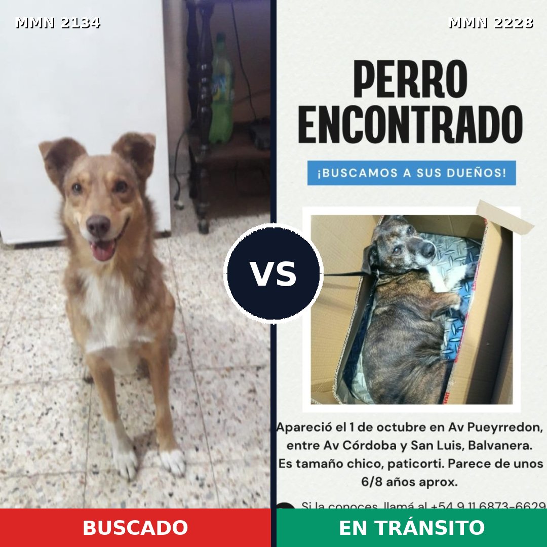 Comparativa MMS 66714: mascota perdida y mascota encontrada, 63% de similitud