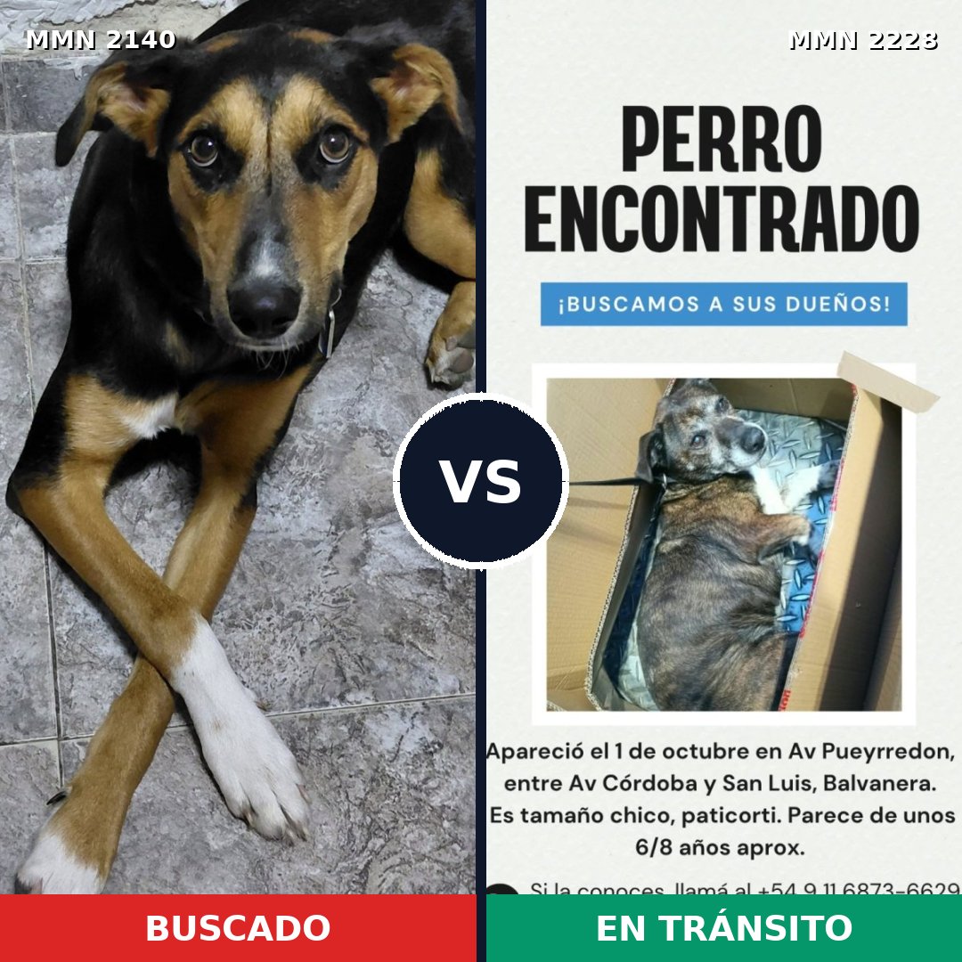 Comparativa MMS 66715: mascota perdida y mascota encontrada, 83% de similitud