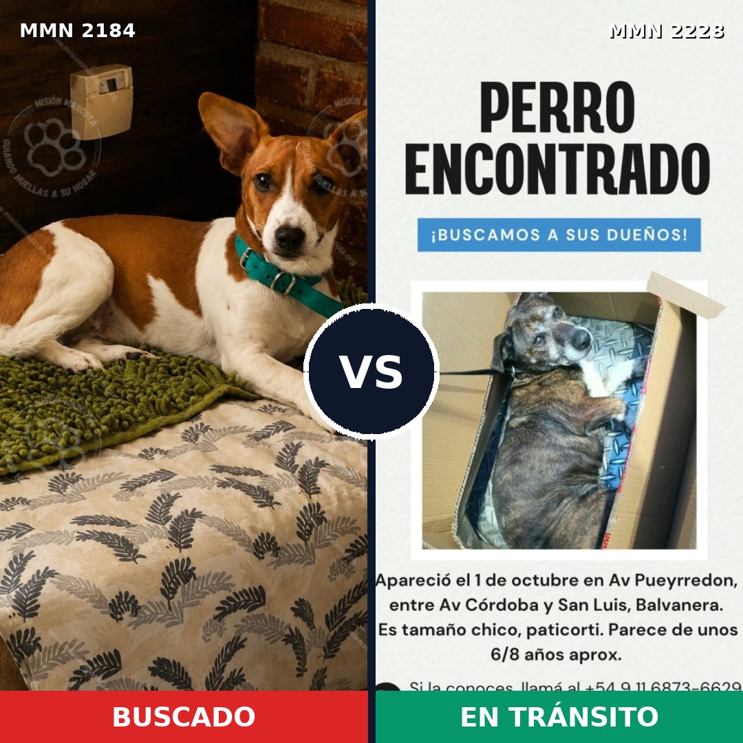 Comparativa MMS 66717: mascota perdida y mascota encontrada, 41% de similitud