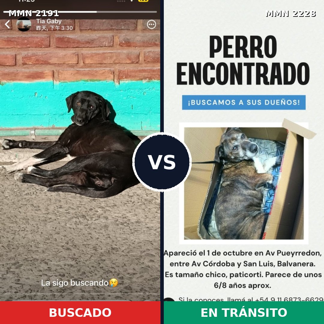 Comparativa MMS 66718: mascota perdida y mascota encontrada, 59% de similitud