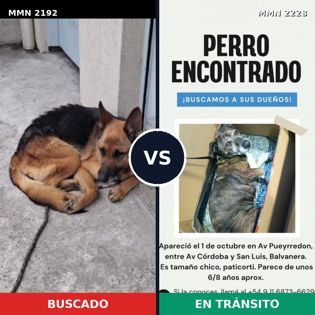 Comparativa MMS 66719: mascota perdida y mascota encontrada, 44% de similitud
