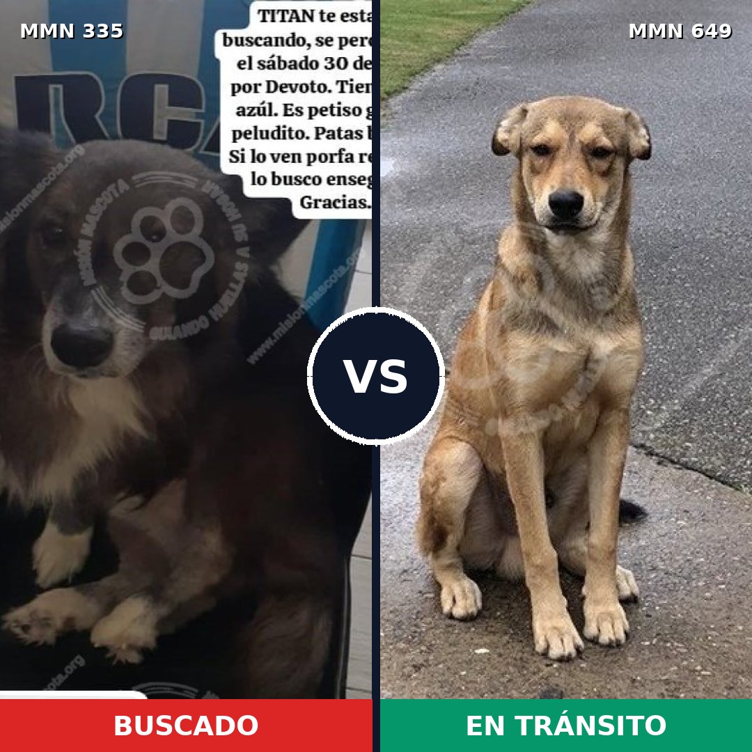 Comparativa MMS 6672: mascota perdida y mascota encontrada, 16% de similitud
