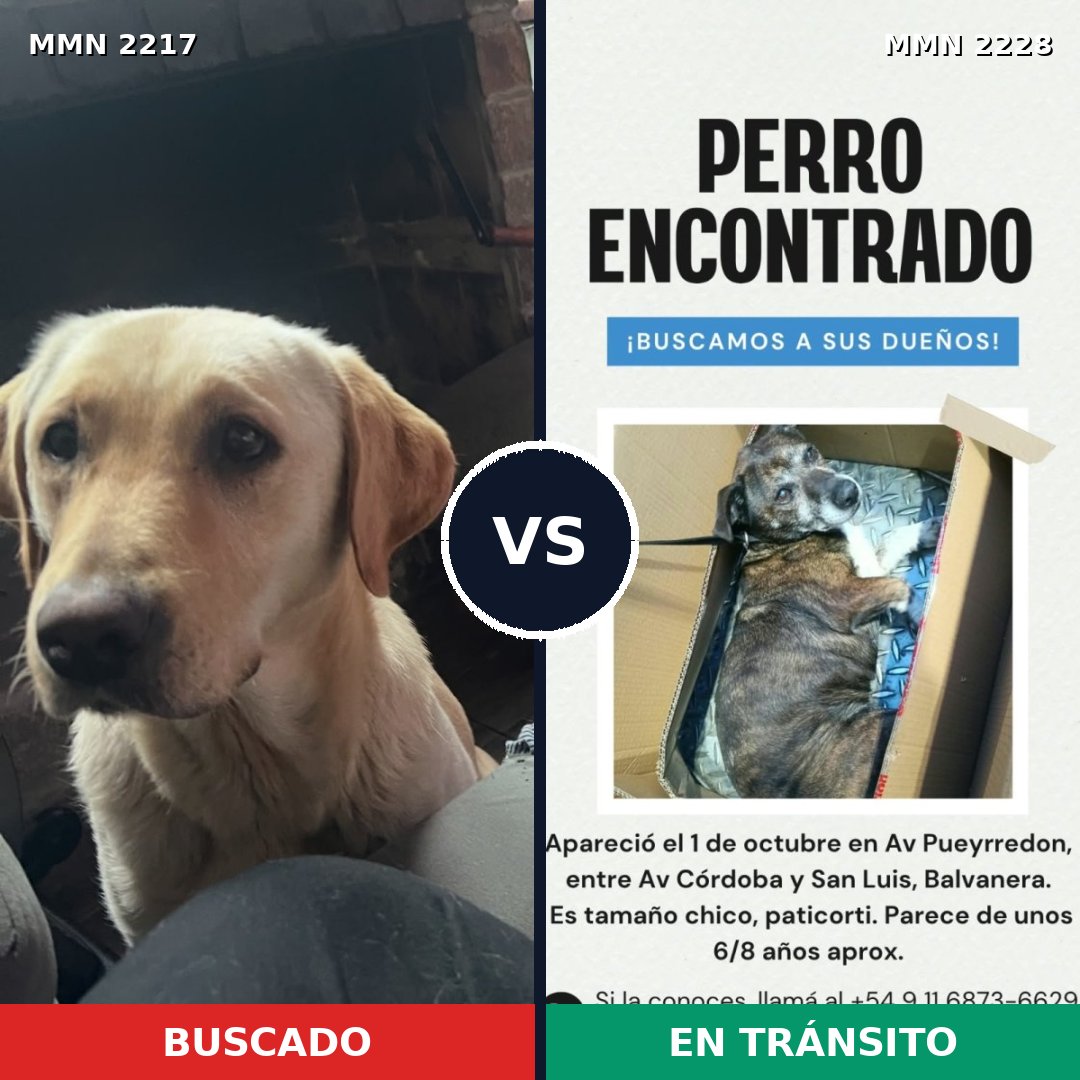 Comparativa MMS 66720: mascota perdida y mascota encontrada, 60% de similitud