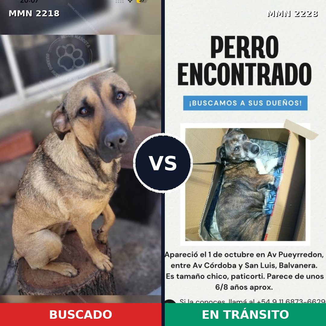 Comparativa MMS 66721: mascota perdida y mascota encontrada, 61% de similitud