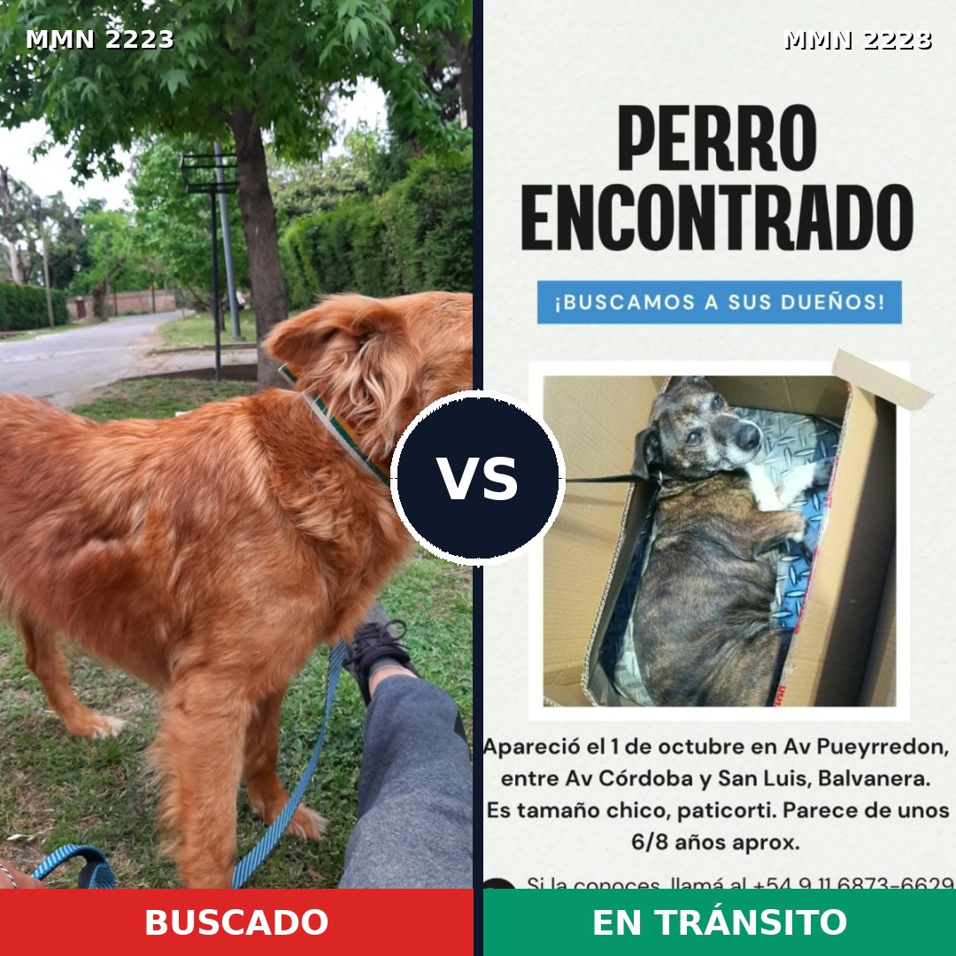 Comparativa MMS 66723: mascota perdida y mascota encontrada, 62% de similitud