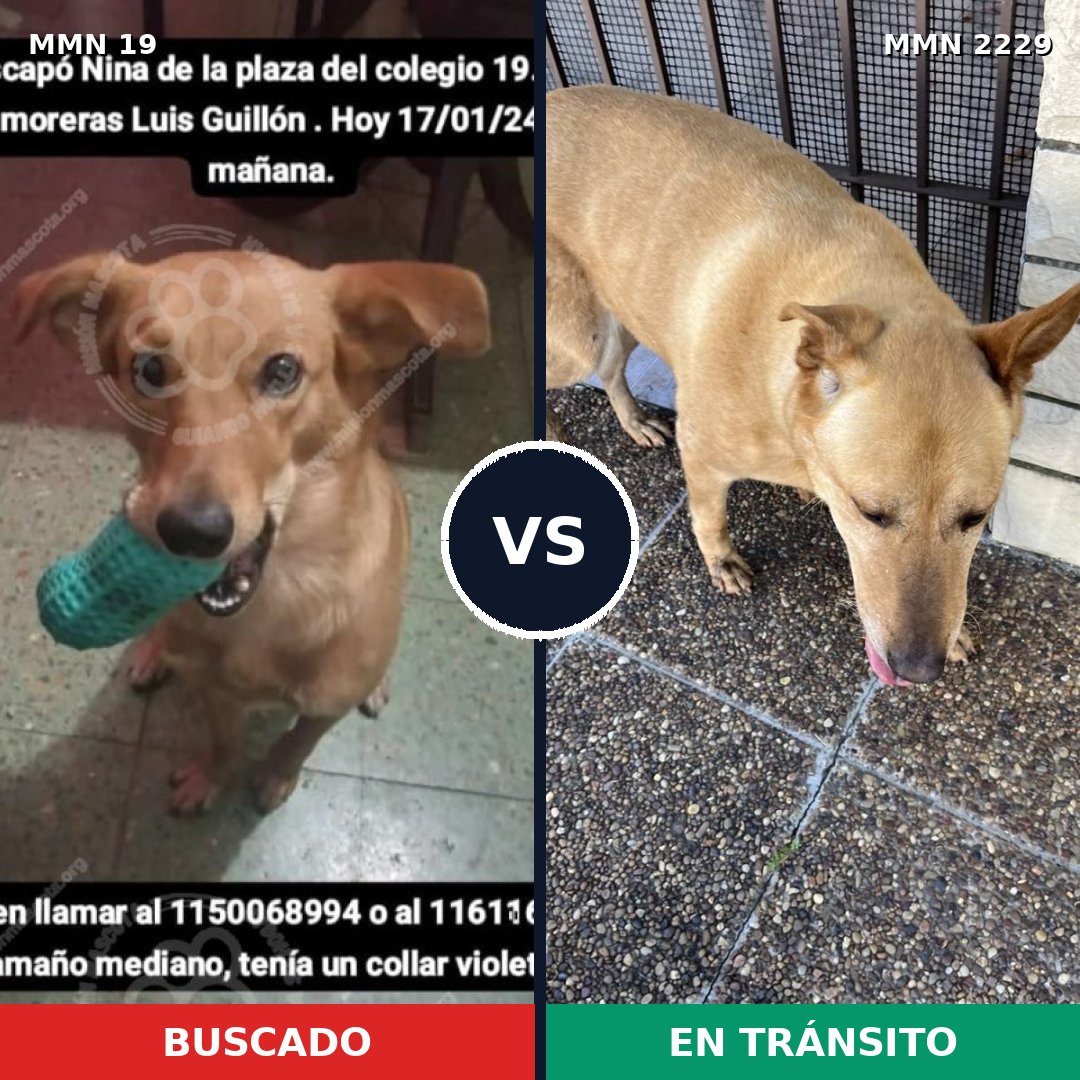 Comparativa MMS 66725: mascota perdida y mascota encontrada, 60% de similitud