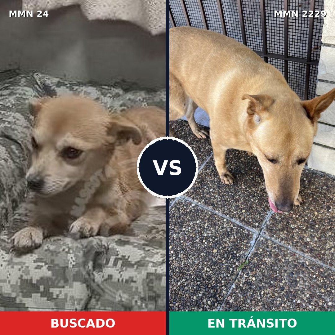Comparativa MMS 66727: mascota perdida y mascota encontrada, 50% de similitud