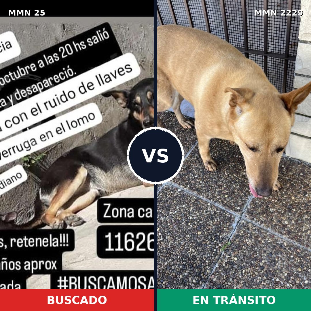 Comparativa MMS 66728: mascota perdida y mascota encontrada, 54% de similitud