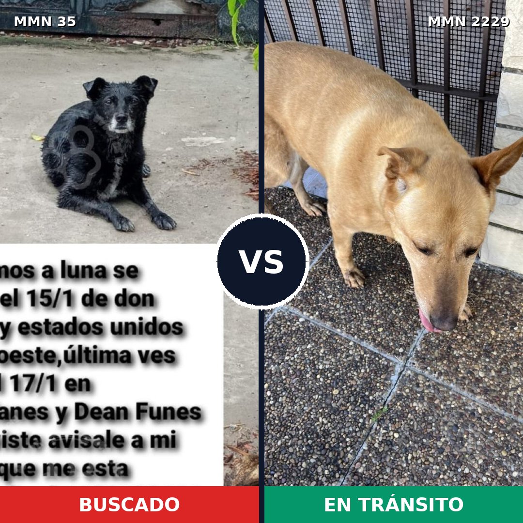Comparativa MMS 66729: mascota perdida y mascota encontrada, 59% de similitud