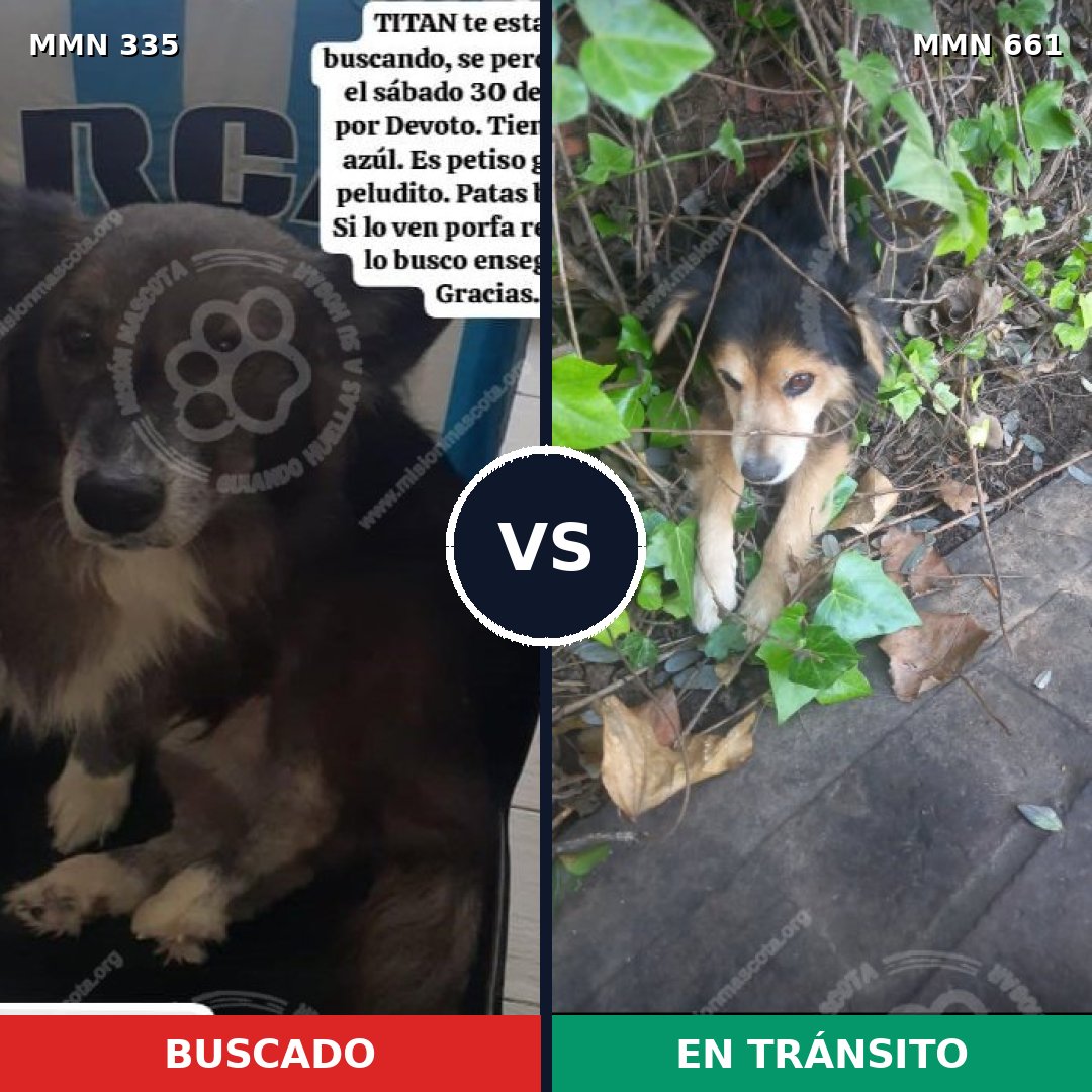 Comparativa MMS 6673: mascota perdida y mascota encontrada, 8% de similitud